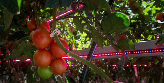 Applications of LED light source in the greenhouse Applications of LED light source in the greenhouse